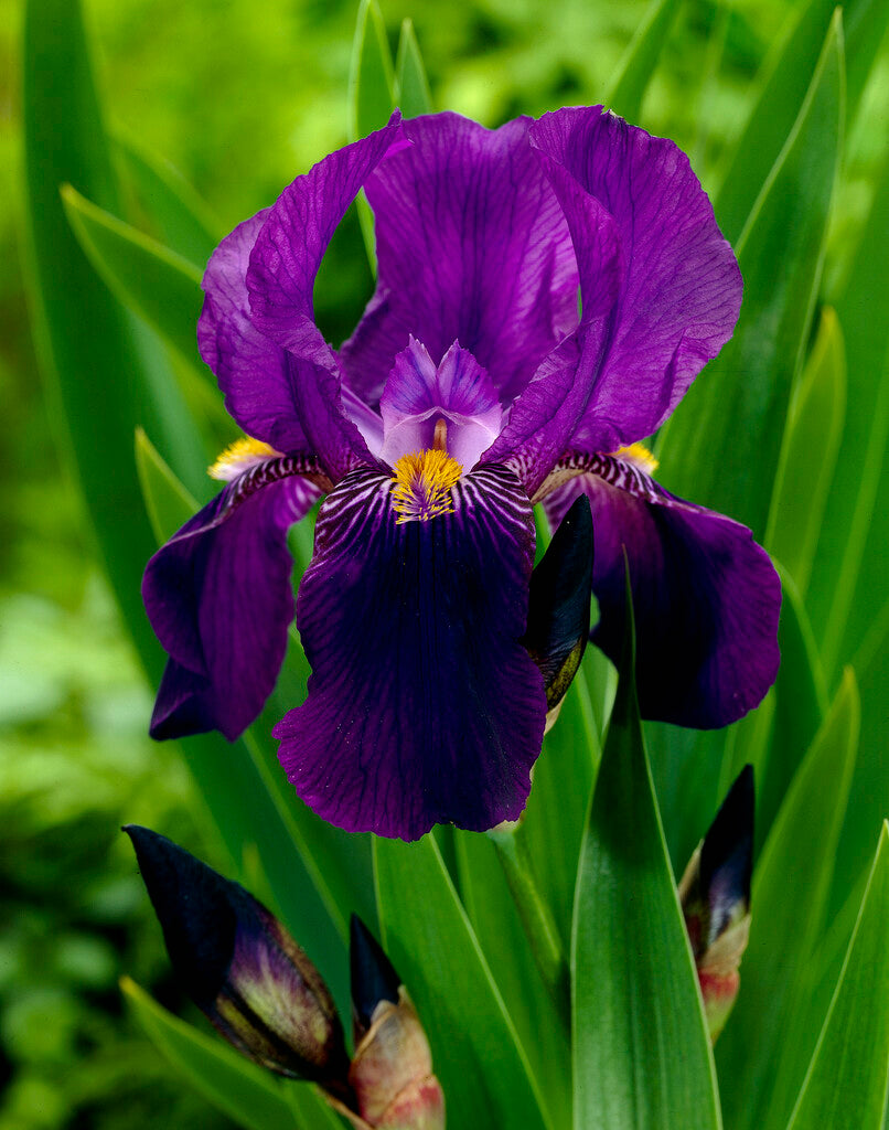 Tysk iris-Iris Germanica Joanna 1-pakning